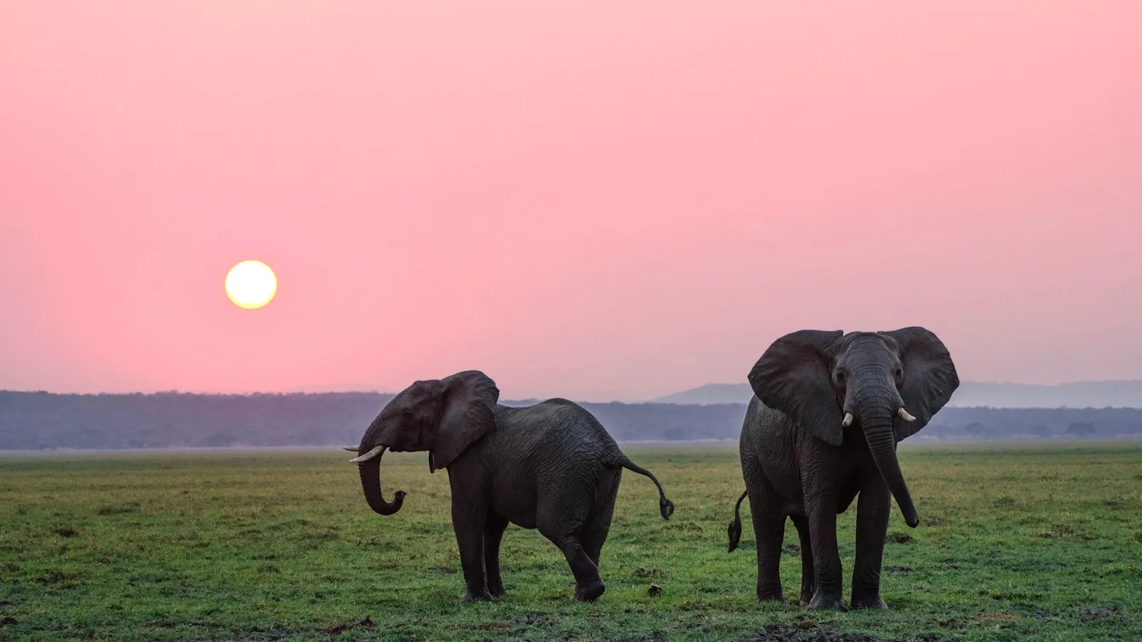 Reading Elephant Behavior from a Respectful Distance